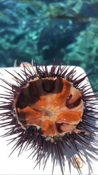 Appartamento Al Centro Di Ustica Isola di Ustica المظهر الخارجي الصورة